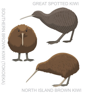 Cute Bird Kiwi Set Cartoon Vector