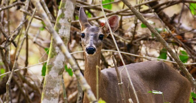White-tailed deer