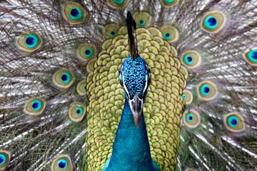 Obraz premium peacock with feathers