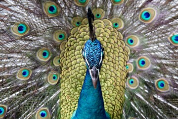 peacock with feathers