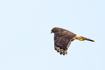 A northern harrier (Circus hudsonius) in flight against a blue sky in southwest Florida