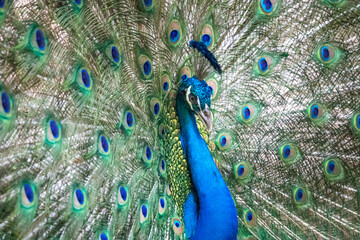 Fototapeta premium Portrait and close up of peacock showing its beautiful feathers