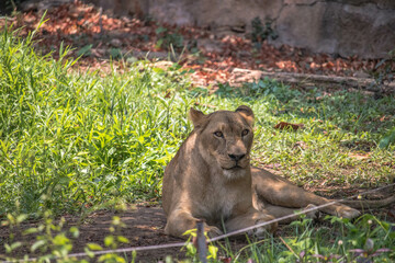 The lion squat in front of the cave.