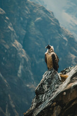 A Bearded Vulture perching on a rocky outcrop