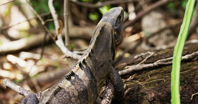 Iguana