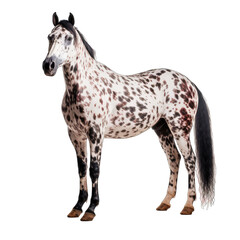 Obraz na płótnie Canvas Appaloosa Horse isolate on transparent background, png file