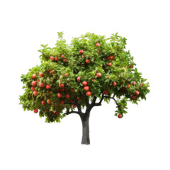 Apple tree isolate on transparent background, png file