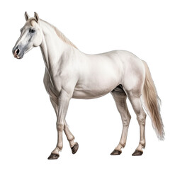 Obraz na płótnie Canvas Arabian Horse isolate on transparent background, png file
