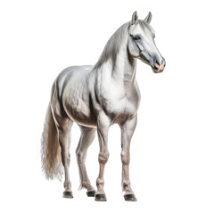 Obraz na płótnie Canvas Arabian Horse isolate on transparent background, png file