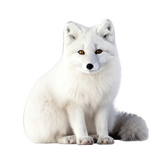 arctic fox isolate on transparent background, png file