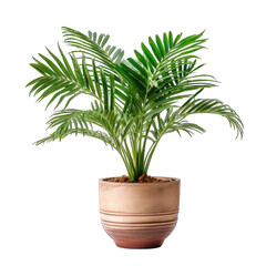 Areca Palm pot isolate on transparent background, png file