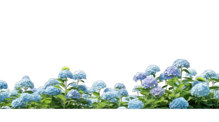 hydrangea fields isolate on transparent background, png file