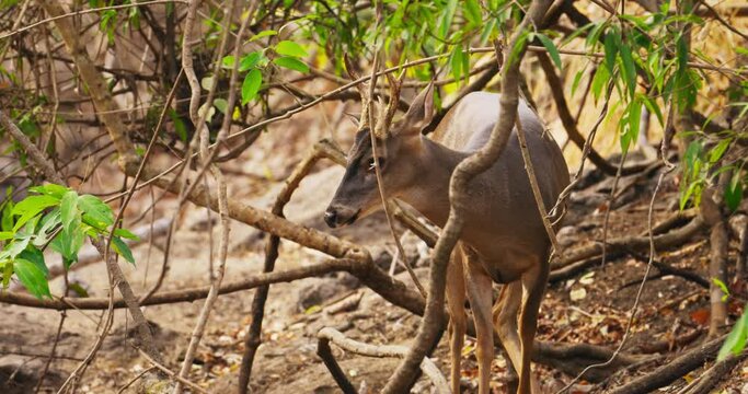 White-tailed deer