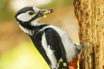 Buntspecht bringt Futter an die Bruthöhle