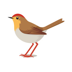 common nightingale bird singing flat vector