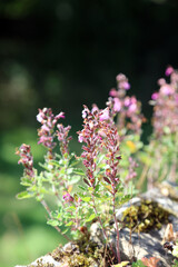 Wall Germander plant growing on a wall, Derbyshire England