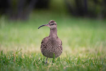 Portrait of adult eaurasian whimbrel
