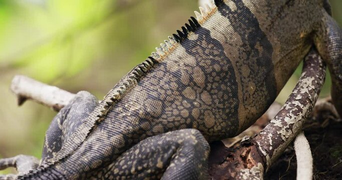 Iguana