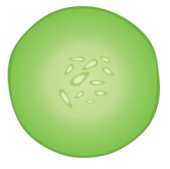 Half cucumber slice. vector illustration