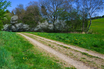 View of dirt road in countryside near the pond.