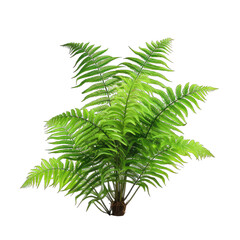 Tree Ferns Cyatheales isolate on transparent background, png file