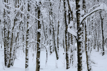Winter Stimmung in einem jungen Wald mit hohen Schnee.