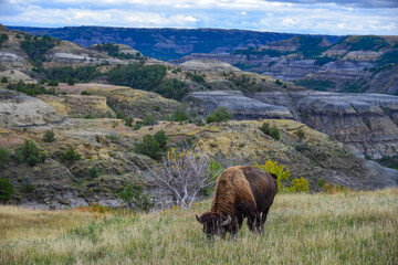 The American bison or buffalo (Bison bison), Theodore Roosevelt NP, North Dakota