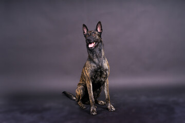 Studio shot of an adorable mixed breed dog sitting on black background.