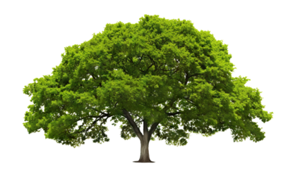 Wide green tree cut out