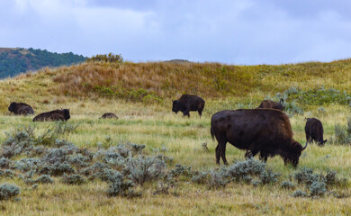 The American bison or buffalo (Bison bison), Theodore Roosevelt NP, North Dakota