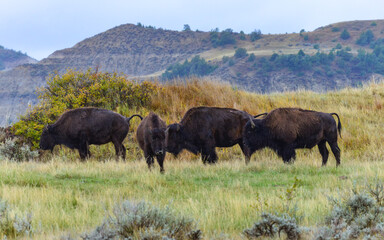 The American bison or buffalo (Bison bison), Theodore Roosevelt NP, North Dakota