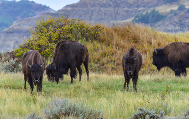 The American bison or buffalo (Bison bison), Theodore Roosevelt NP, North Dakota