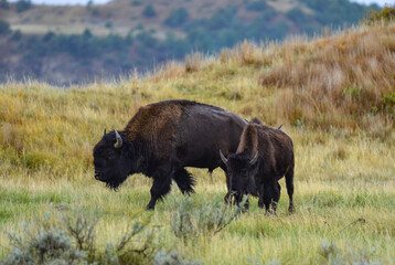 The American bison or buffalo (Bison bison), Theodore Roosevelt NP, North Dakota