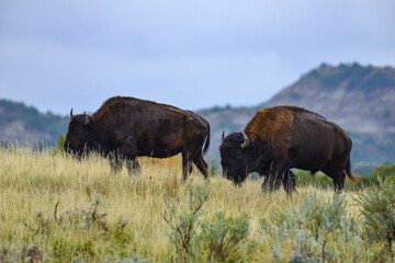 The American bison or buffalo (Bison bison), Theodore Roosevelt NP, North Dakota