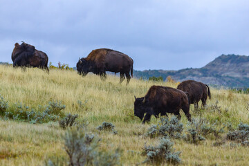 The American bison or buffalo (Bison bison), Theodore Roosevelt NP, North Dakota