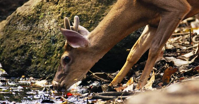 White-tailed deer