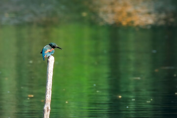 kingfisher on the branch