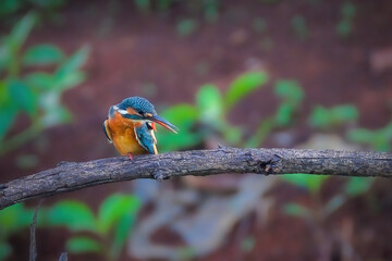 kingfisher on branch