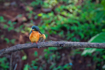 kingfisher on branch