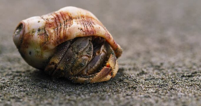 Crustacean