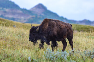 The American bison or buffalo (Bison bison), Theodore Roosevelt NP, North Dakota © SVDPhoto