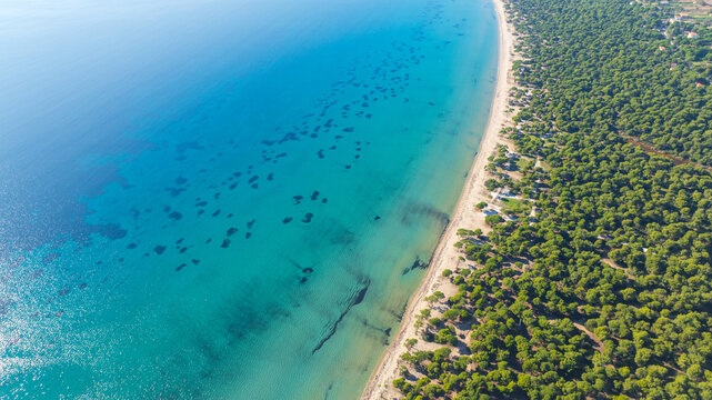 Drone photo of pine tree forest next to the colorful sea water
