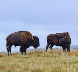 American bison grazing on the prairie. Buffalo (Bison bison), Theodore Roosevelt NP, North Dakota