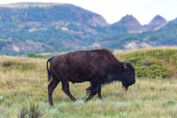 American bison grazing on the prairie. Buffalo (Bison bison), Theodore Roosevelt NP, North Dakota