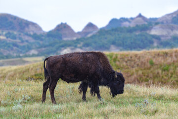 American bison grazing on the prairie. Buffalo (Bison bison), Theodore Roosevelt NP, North Dakota © SVDPhoto
