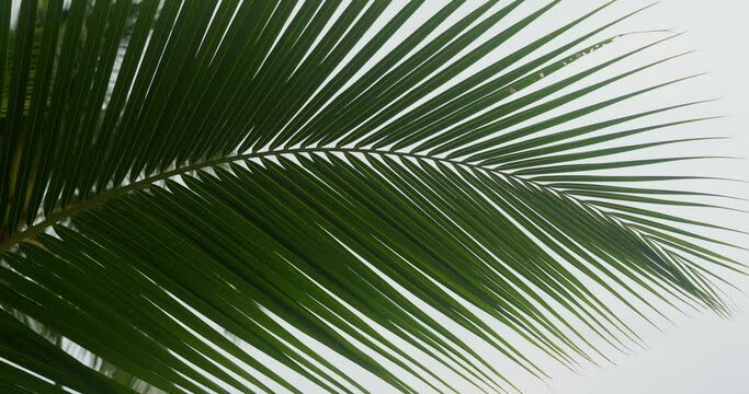 Green palm leaf, close up. Palm leaves, white abstract isolated background. Plant theme, exotic green vegetation, foliage lush of tree, shrub. Tropical floral botanical jungle decoration. Close up