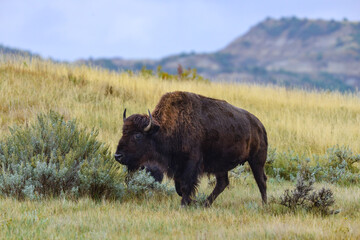 American bison grazing on the prairie. Buffalo (Bison bison), Theodore Roosevelt NP, North Dakota