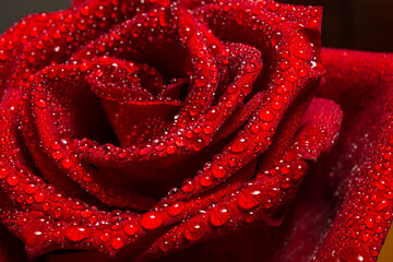 water drops on red rose close up