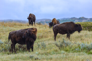 American bison grazing on the prairie. Buffalo (Bison bison), Theodore Roosevelt NP, North Dakota