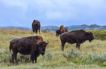 American bison grazing on the prairie. Buffalo (Bison bison), Theodore Roosevelt NP, North Dakota